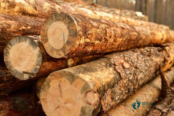 體育館運動木地板保養3